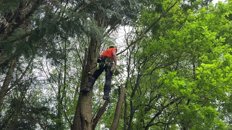 Best Tree Maintenance Programs  in Lake Clarke Shores, FL
