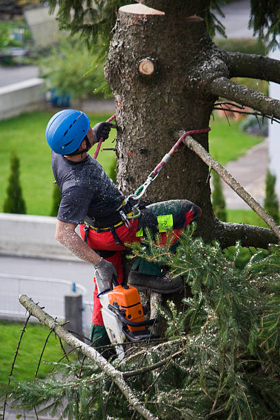 Best Pest Control for Lawns  in Lake Clarke Shores, FL