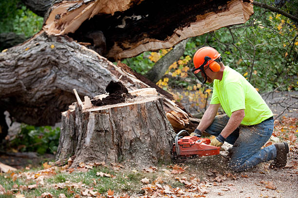 Best Hazardous Tree Removal  in Lake Clarke Shores, FL