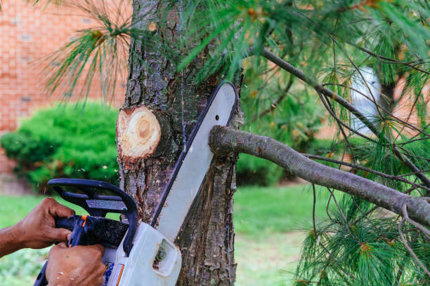 Best Fruit Tree Pruning  in Lake Clarke Shores, FL